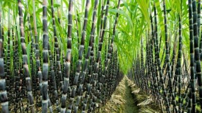 Agriculture Borewell Compressor Pumps for sugarcane farmer