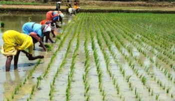 Agriculture Openwell Submersible Pumps Agri purpose